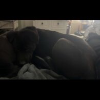 Mixed Breed - Both