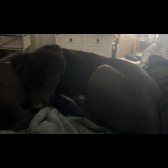 Mixed Breed - Both
