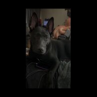 Mixed Breed - Both