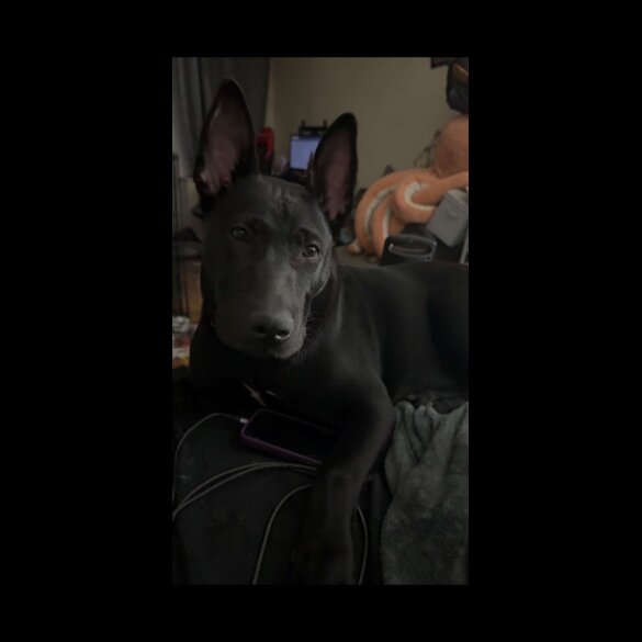 Mixed Breed - Both