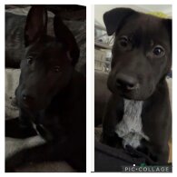 Mixed Breed - Both