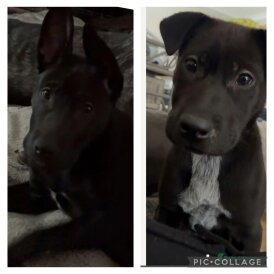 Mixed Breed - Both