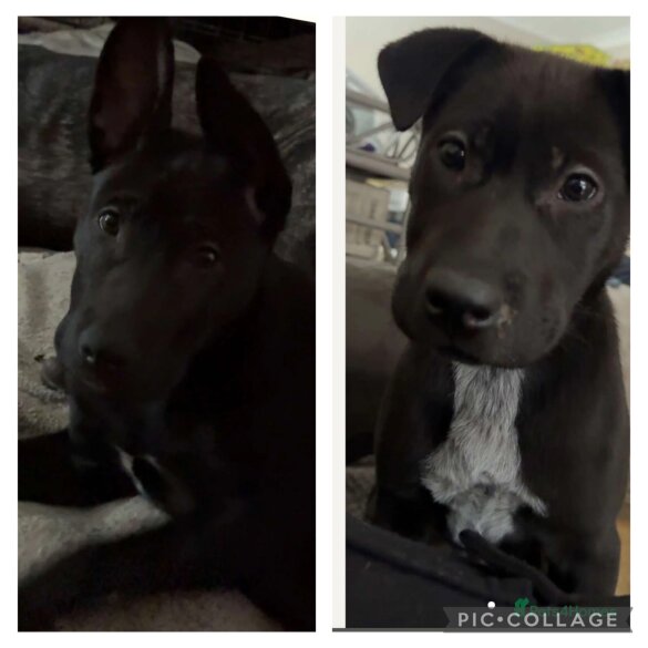 Mixed Breed - Both