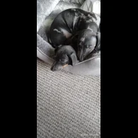 Dachshund (Standard &amp; Miniature) - Bitches