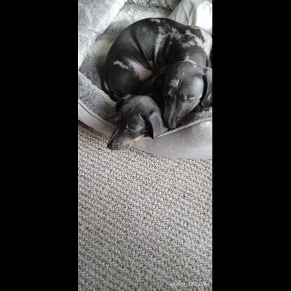 Dachshund (Standard &amp; Miniature) - Bitches