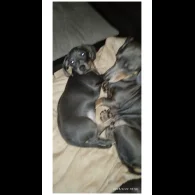 Dachshund (Standard &amp; Miniature) - Bitches
