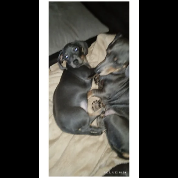 Dachshund (Standard &amp; Miniature) - Bitches