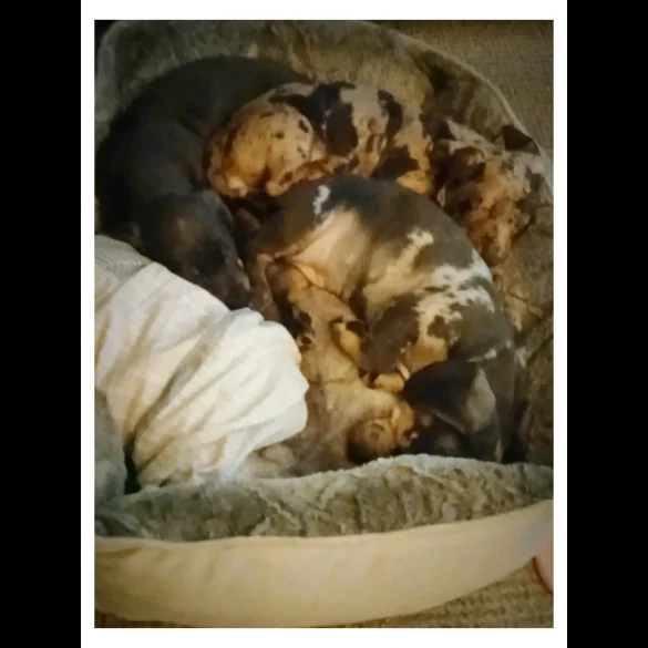 Dachshund (Standard &amp; Miniature) - Bitches