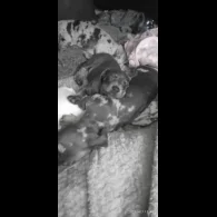 Dachshund (Standard &amp; Miniature) - Bitches