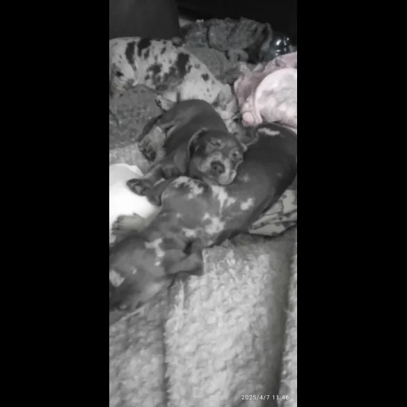 Dachshund (Standard &amp; Miniature) - Bitches