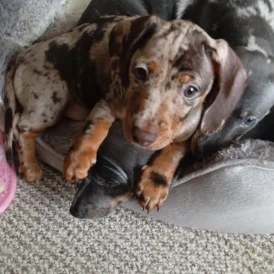 Dachshund (Standard &amp; Miniature) - Bitches