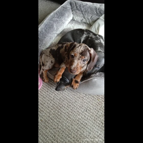 Dachshund (Standard &amp; Miniature) - Bitches