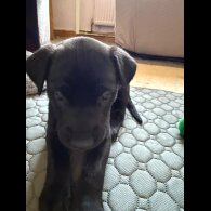 Mixed Breed - Bitches