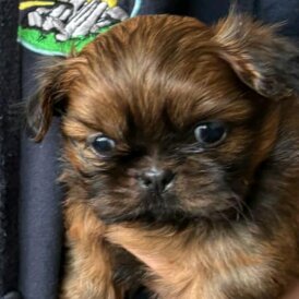 Shih Tzu - Dogs