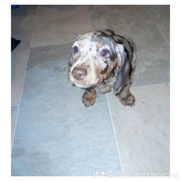Dachshund (Standard &amp; Miniature) - Bitches
