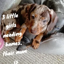 Dachshund (Standard &amp; Miniature) - Bitches