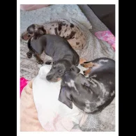 Dachshund (Standard &amp; Miniature) - Bitches