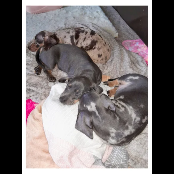 Dachshund (Standard &amp; Miniature) - Bitches