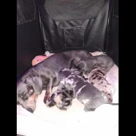 Dachshund (Standard &amp; Miniature) - Bitches