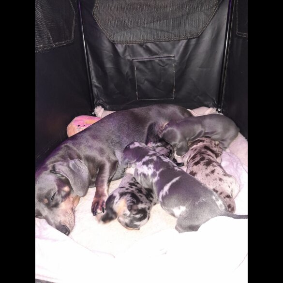 Dachshund (Standard &amp; Miniature) - Bitches