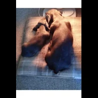 Dachshund (Standard &amp; Miniature) - Bitches