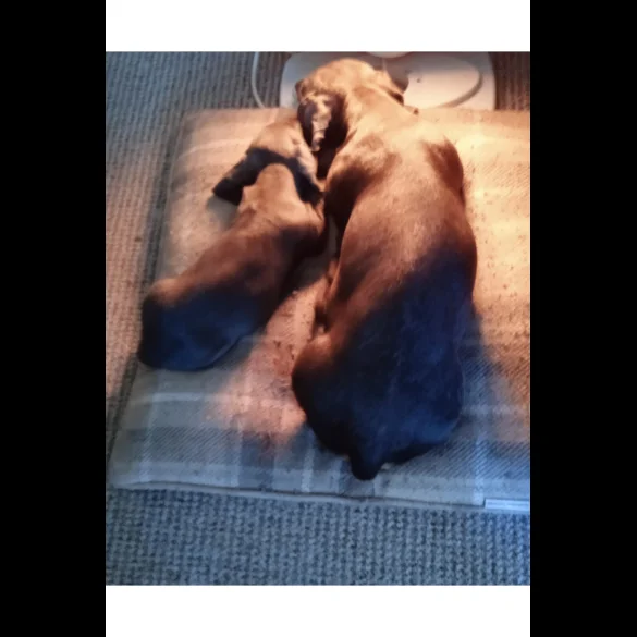 Dachshund (Standard &amp; Miniature) - Bitches