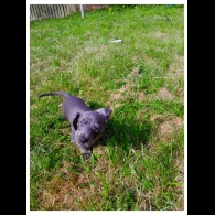 Dachshund (Standard &amp; Miniature) - Bitches