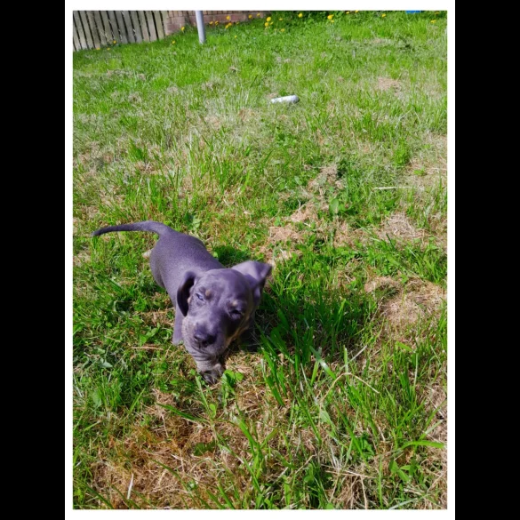 Dachshund (Standard &amp; Miniature) - Bitches