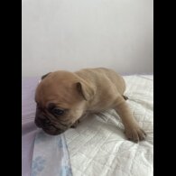 French Bulldog - Both
