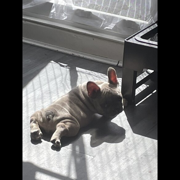 French Bulldog - Both