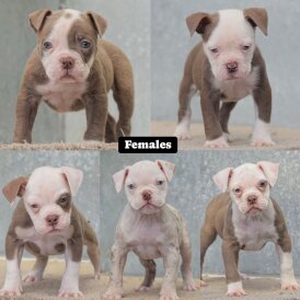 English Bulldog - Both