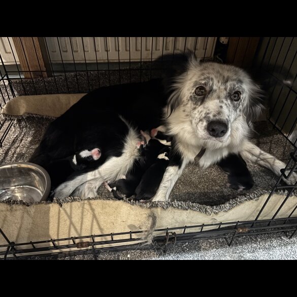 Border Collie - Both