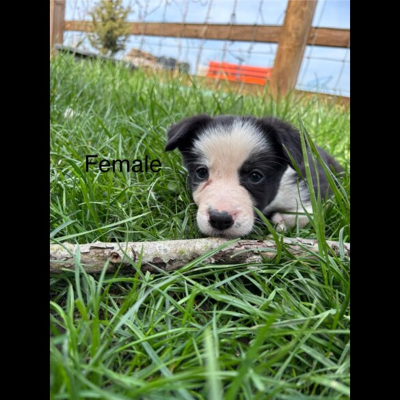 Border Collie - Both