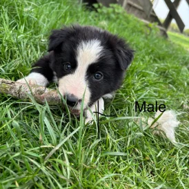 Border Collie - Both