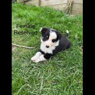 Border Collie - Both