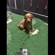 Cavapoo - Both
