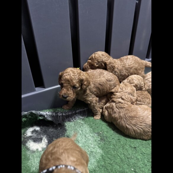 Cavapoo - Both