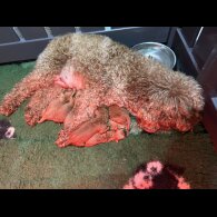 Cavapoo - Both