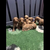 Cavapoo - Both