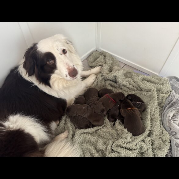 Border Collie - Both