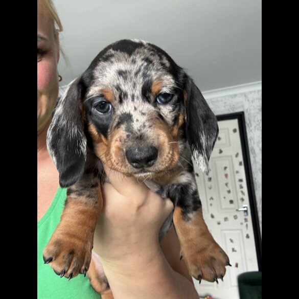 Dachshund (Standard &amp; Miniature) - Both