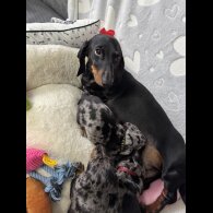 Dachshund (Standard &amp; Miniature) - Both