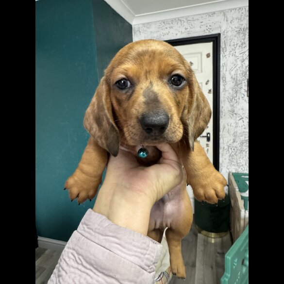 Dachshund (Standard &amp; Miniature) - Both