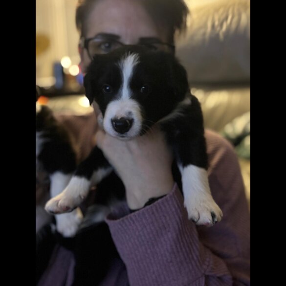 Border Collie - Both