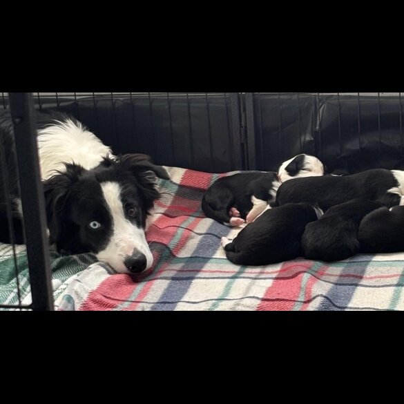 Border Collie - Both