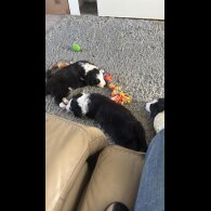 Border Collie - Both