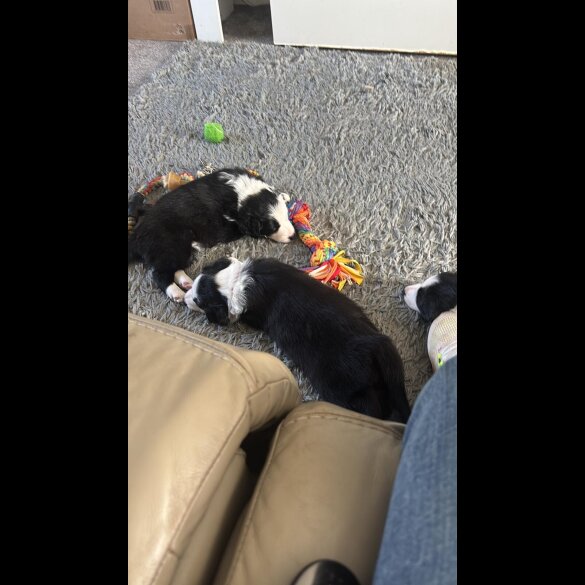 Border Collie - Both