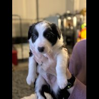 Border Collie - Both