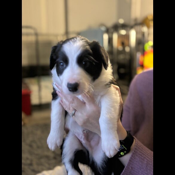 Border Collie - Both
