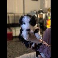 Border Collie - Both
